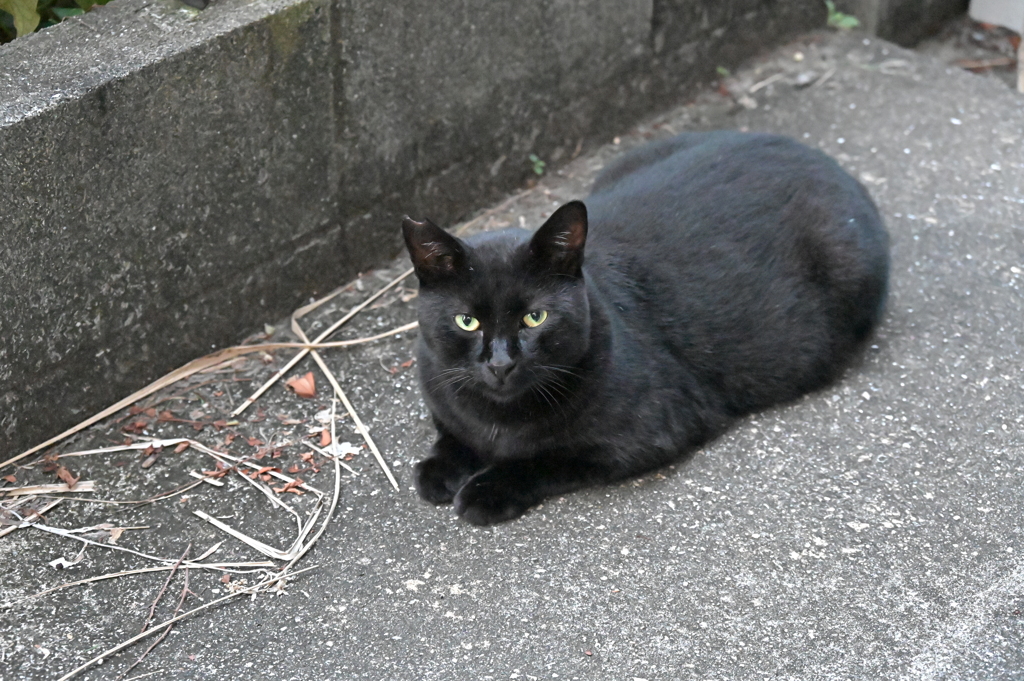 クロネコ祭り♪