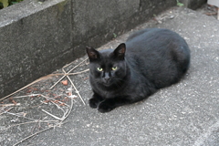 クロネコ祭り♪