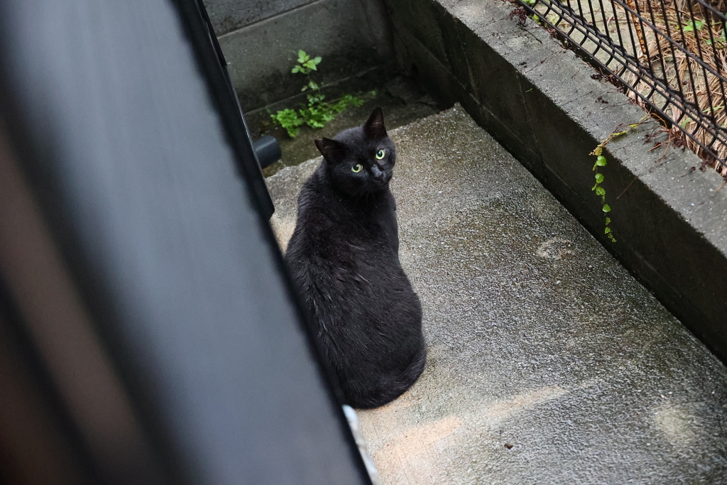 雨のちネコ（雨ネコ）♪