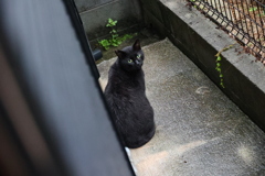 雨のちネコ（雨ネコ）♪