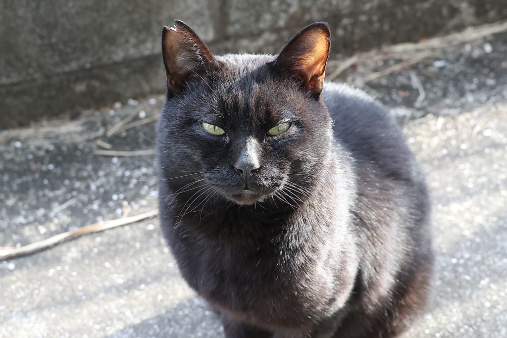 ネコの頭は、暖かい♪