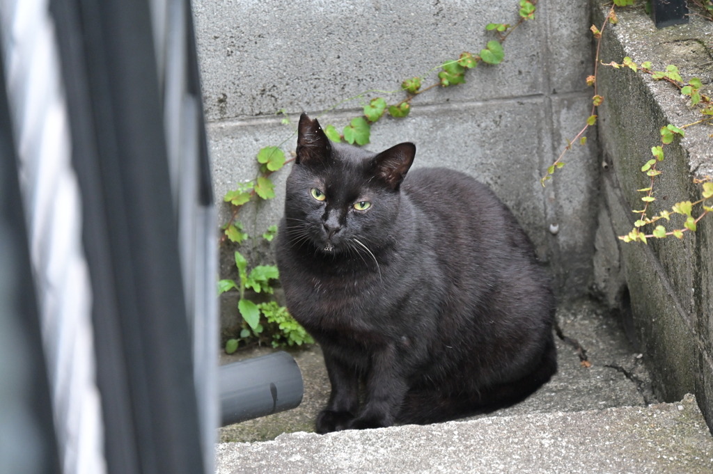 朝、起きると黒い物がいた