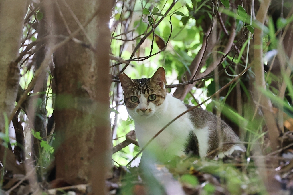 公園の1番ネコ♪