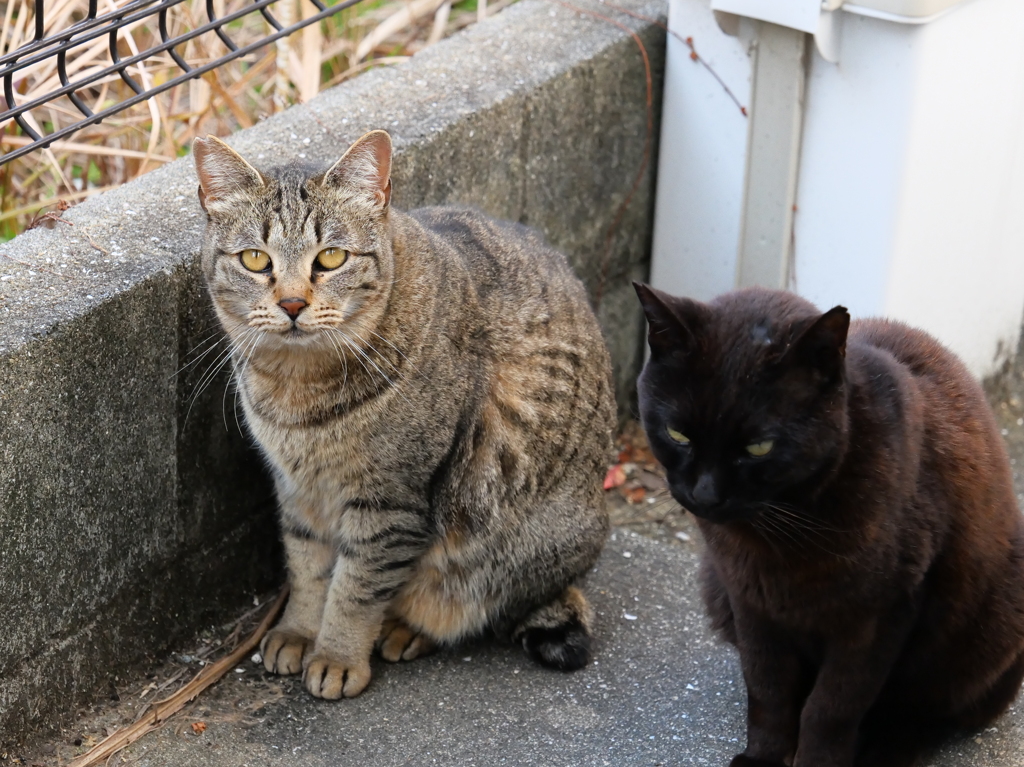 両者の違い♪