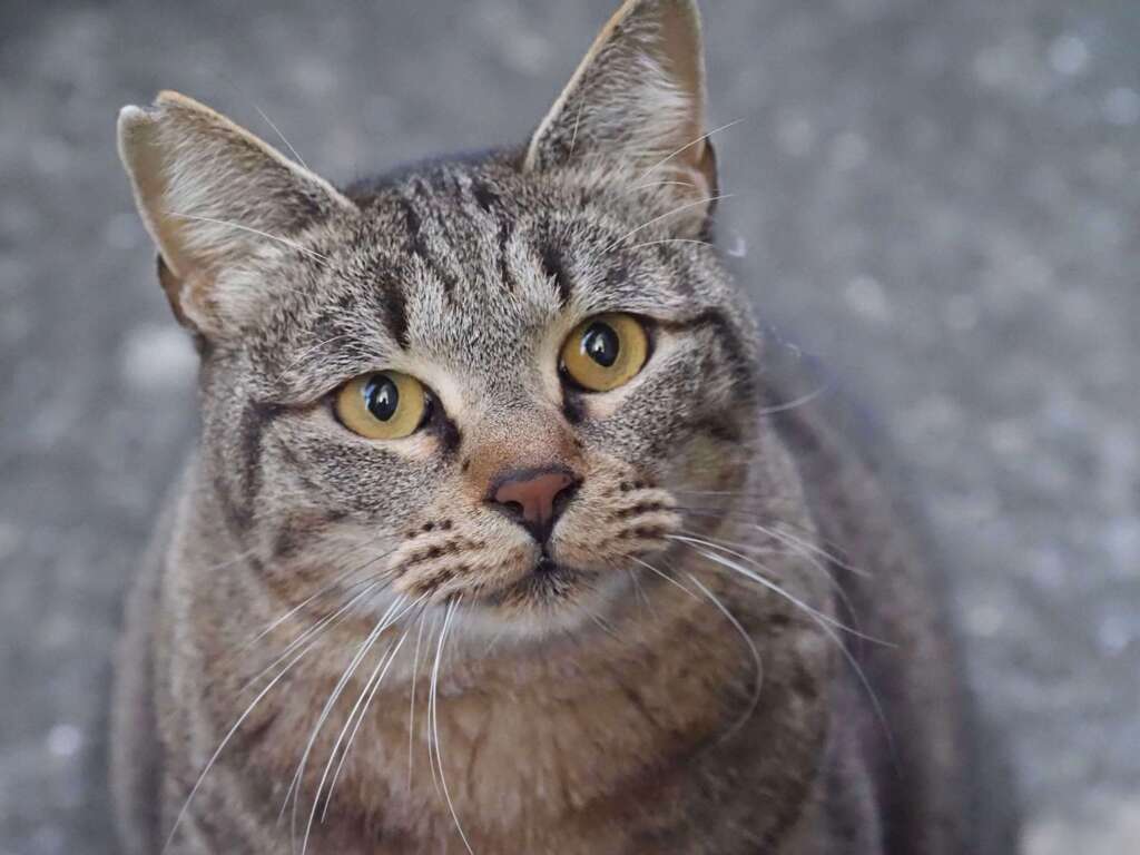 「夕方の使者」♪