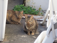 お昼前（クリーム足）♪