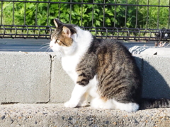 「虎視眈々」（続編）♪