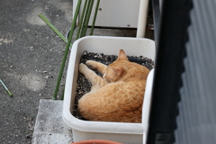 また来たのかい