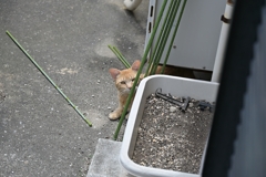 ボク、ここにいるよ