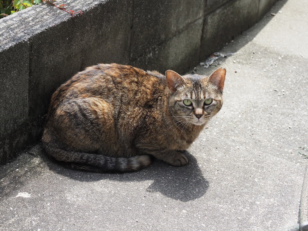 「ネコの影」♪
