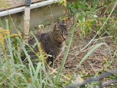 サバトラが、居た♪