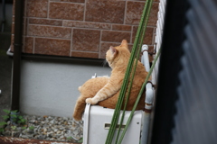 クロネコどこ行った♪