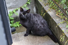 濡れネコ（雨ニモ負ケズ）