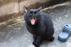 あくびで始まる朝♪