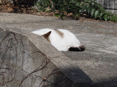 「耳が見えた」♪