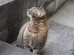 「鳥が鳴く」♪　