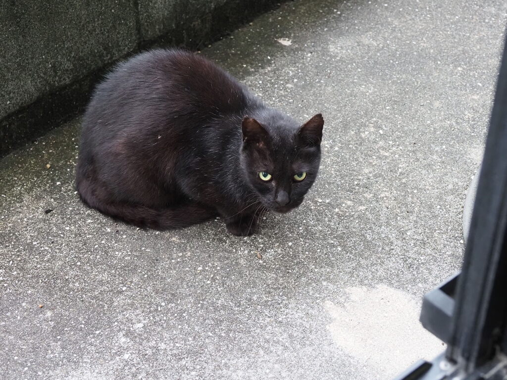 「やった～」（四角い顔）♪