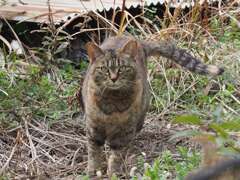 「ねこが来る日は、暖かい」♪