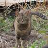 「ねこが来る日は、暖かい」♪