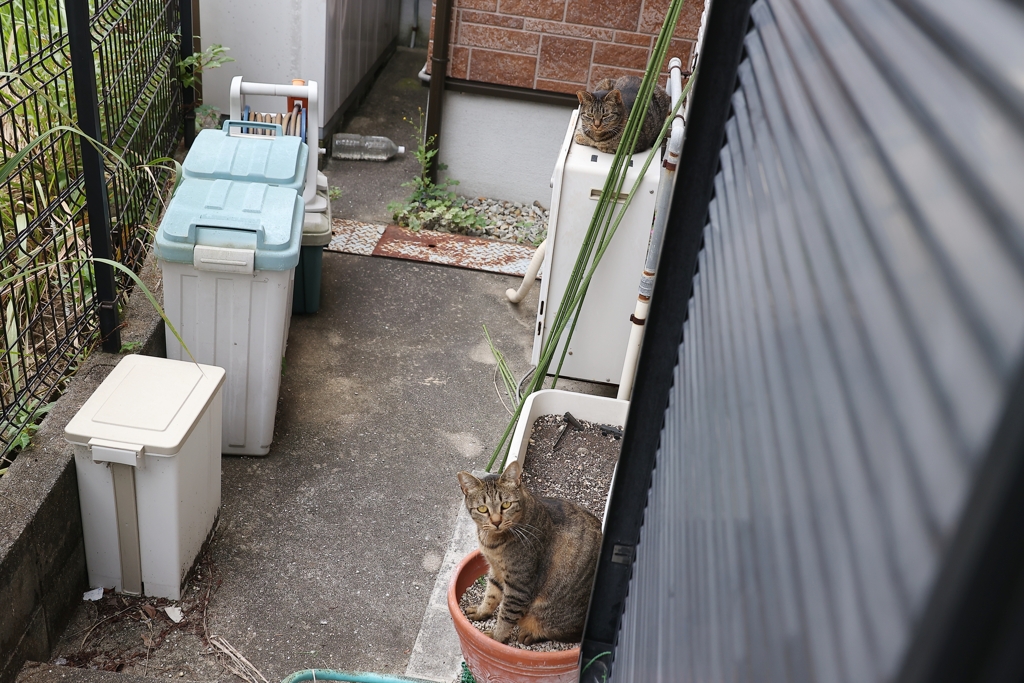 2匹のサバトラ♪