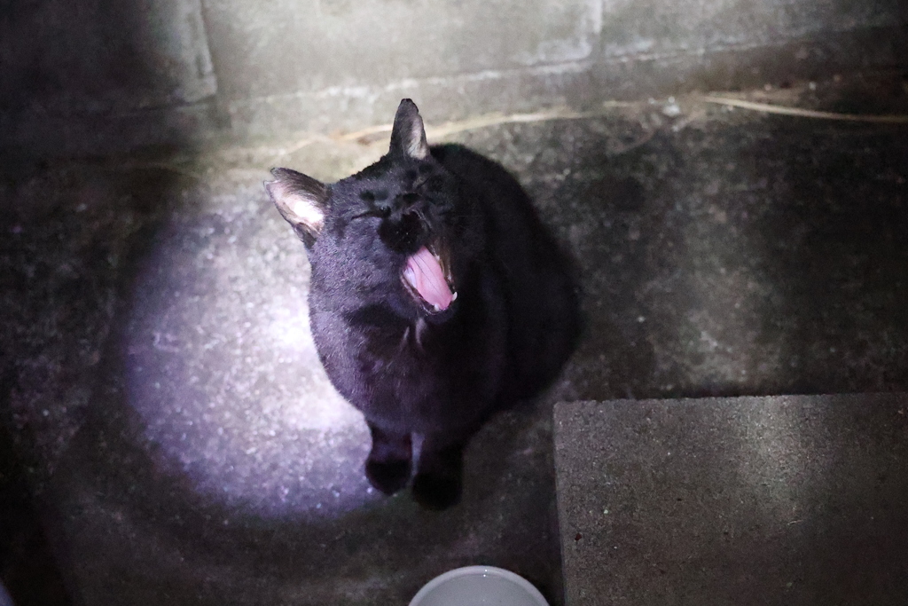 今日も眠い♪