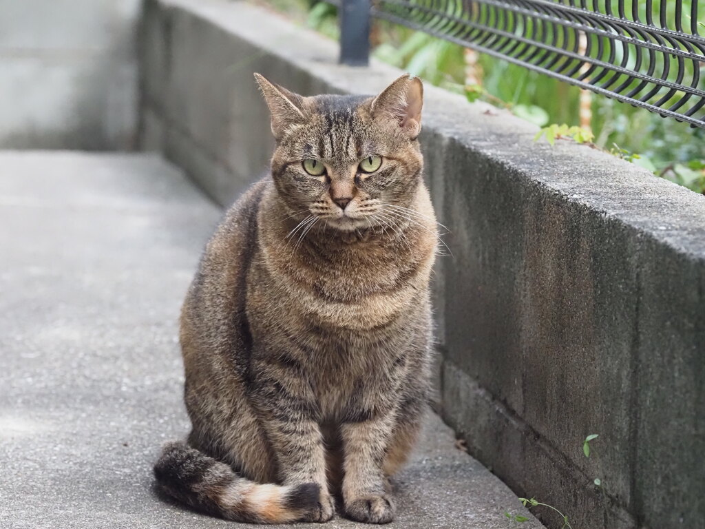 「夕方も来るか」（続編）♪