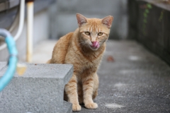 ペロリンチョ♪