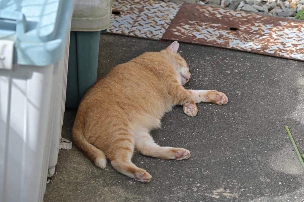 夢んなか♪