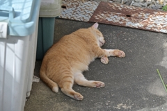 夢んなか♪