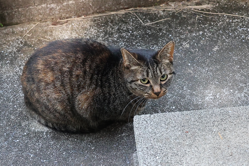 今朝の「中サバトラ」♪
