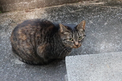 今朝の「中サバトラ」♪