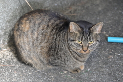 去年の冬（中サバトラ）♪