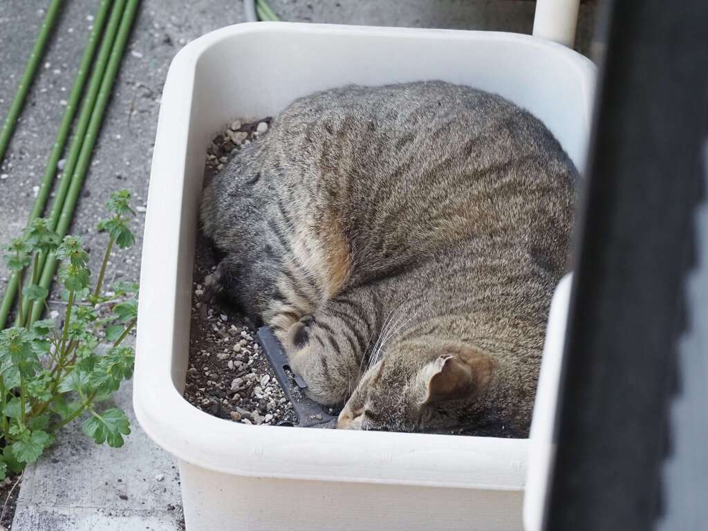 春は、眠たい（サバトラ編）♪