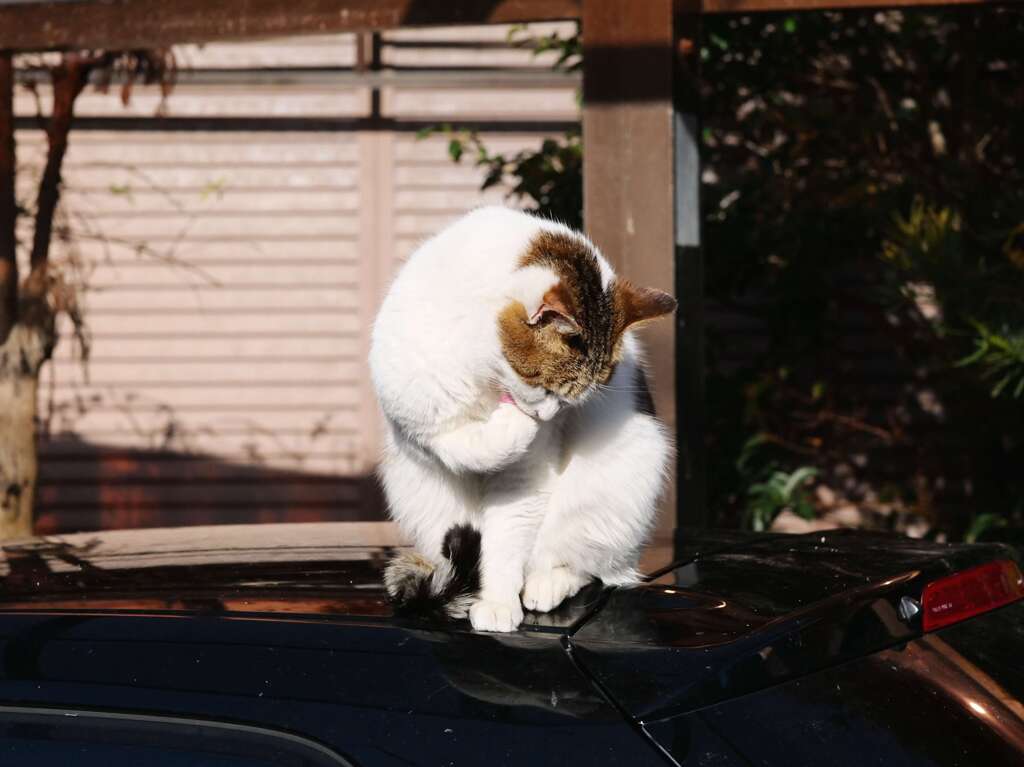 毛繕い♪