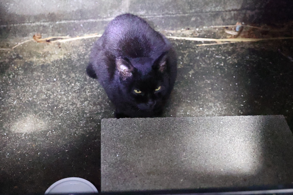 餌まだかにゃ♪