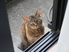 「ねこ小屋」♪