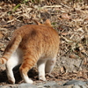 公園の茶白♪