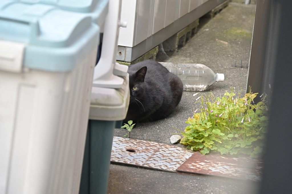 クロネコ発見！