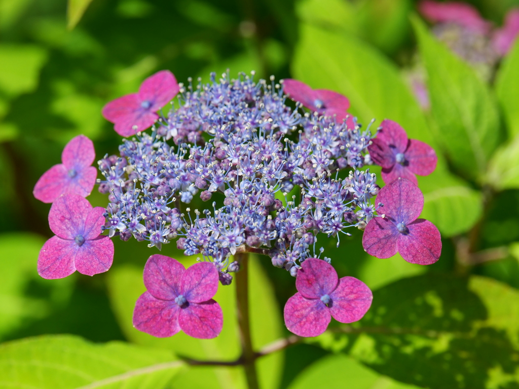 「ヤマアジサイ」（赤）♪