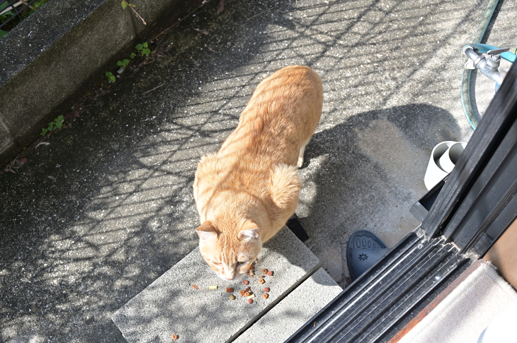 「大茶トラ」現る