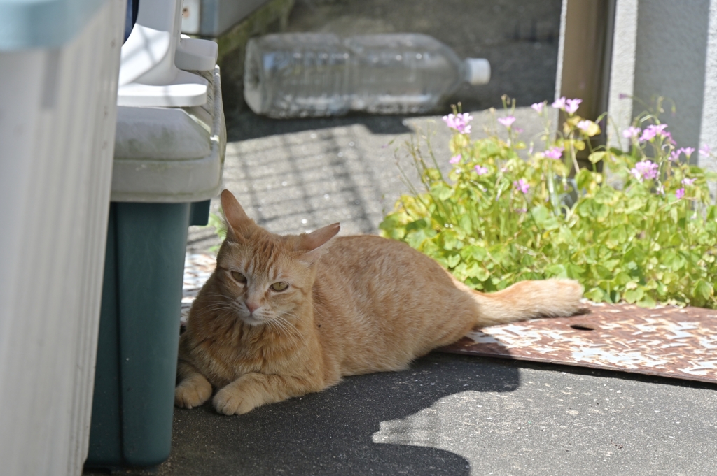イカ耳・茶トラ