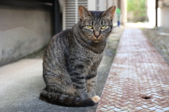 ネコ目線（中サバトラ）♪