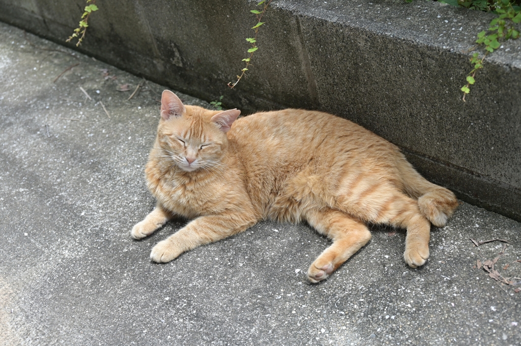 今日は、早いね（昼寝）