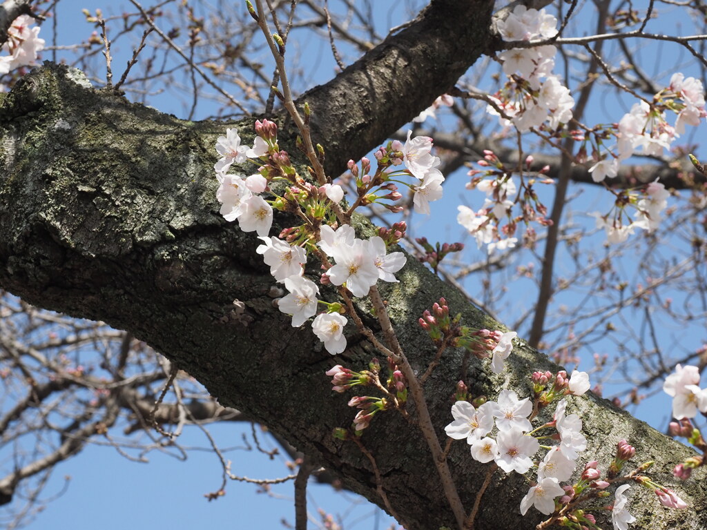 「ようやく開花」♪