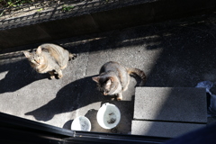 ネコの影（サバトラ兄弟）♪