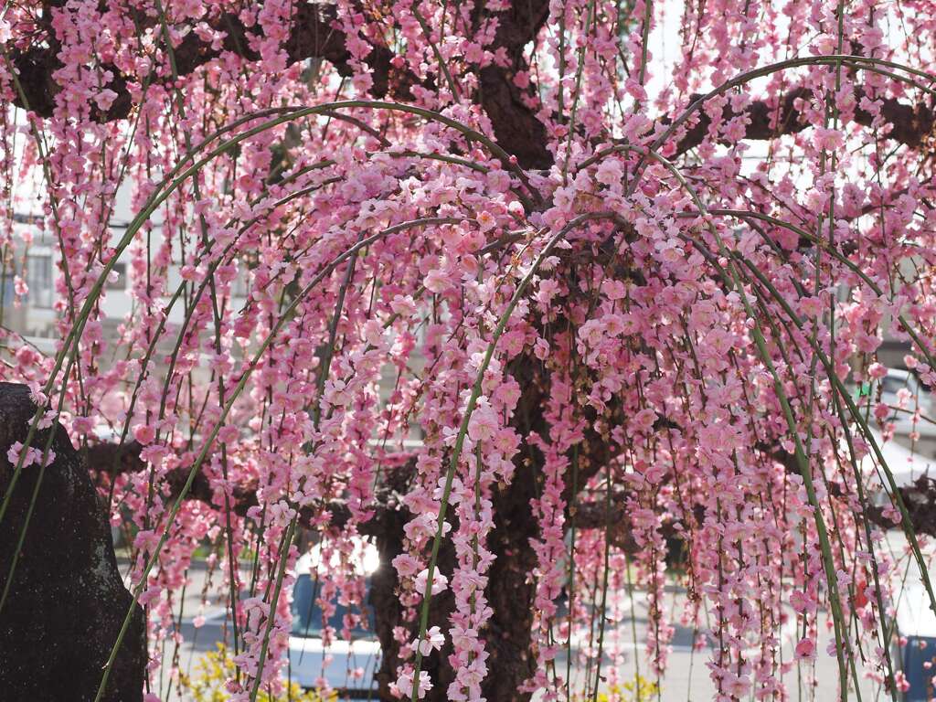 「花すだれ」♪