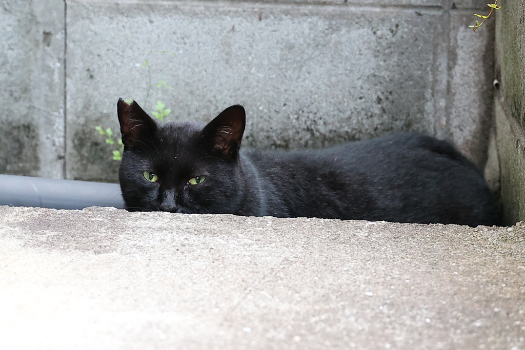 人生は、いつもネコだらけ♪