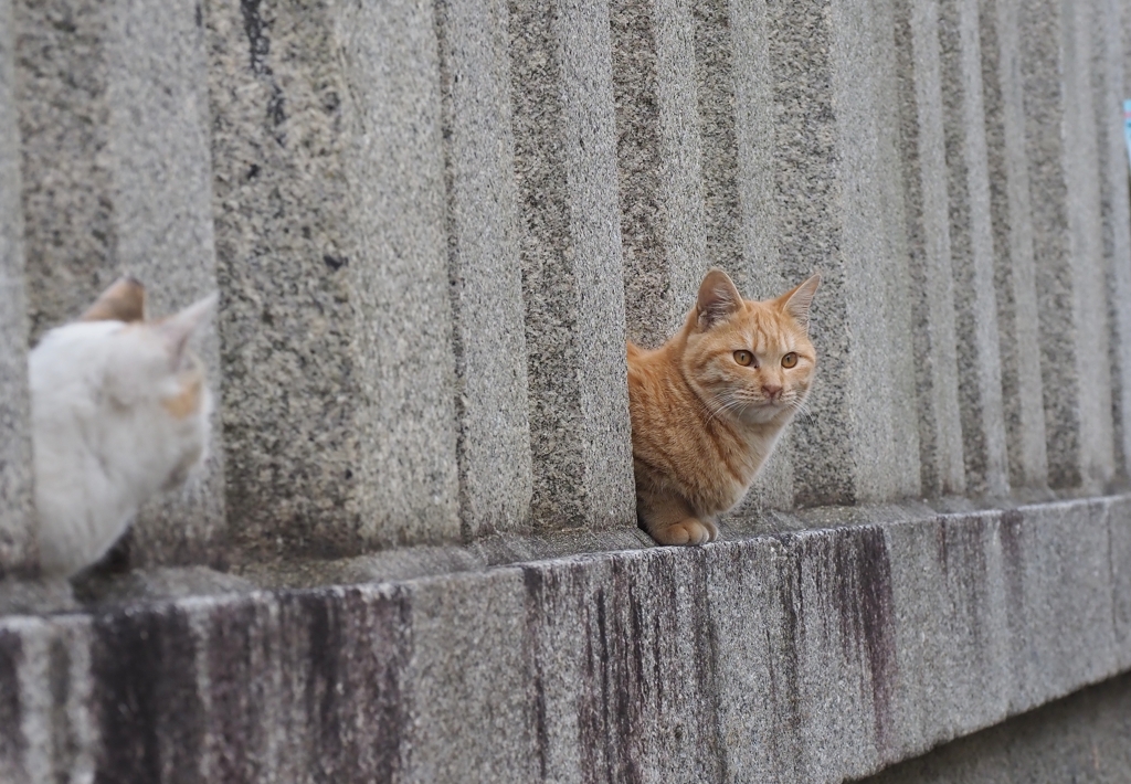 境内にて