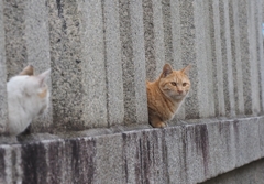 境内にて