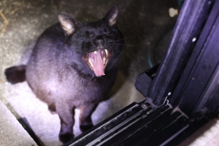 朝は、いつも、これ♪